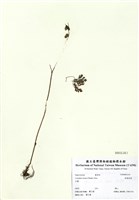 藏品(刻葉紫菫)的圖片